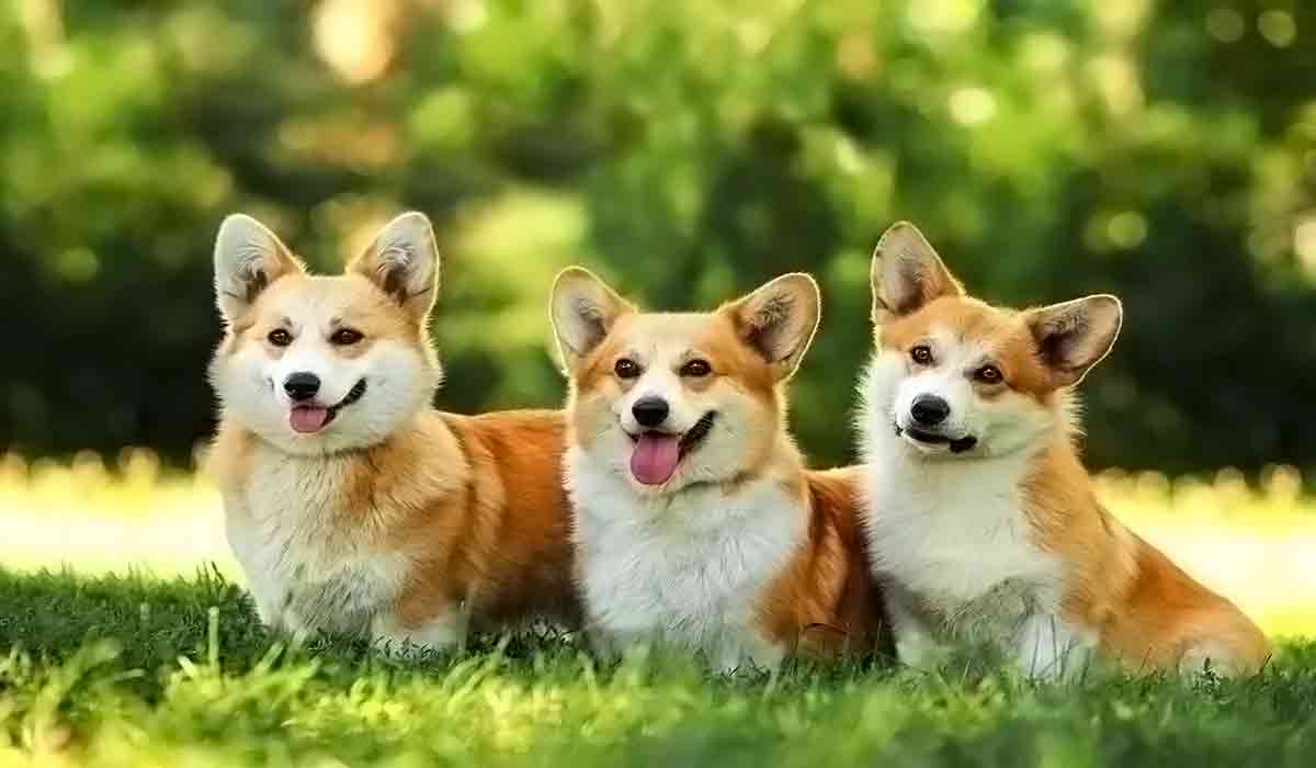 ddos流量攻击购买