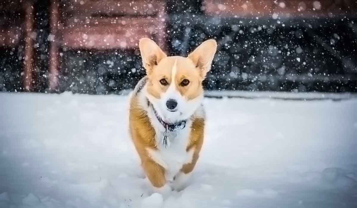 ddos在线压力测试平台