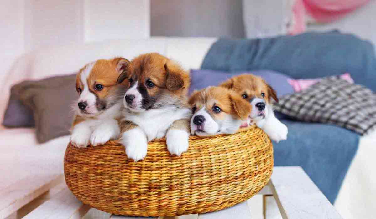 ddos流量攻击购买